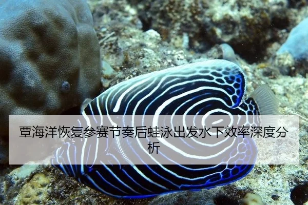 覃海洋恢复参赛节奏后蛙泳出发水下效率深度分析